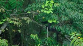 The silvery lutung (Trachypithecus cristatus) in Bintan Island - Indonesia