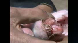 Pig born with three tongues