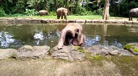 Elephant eating carrot