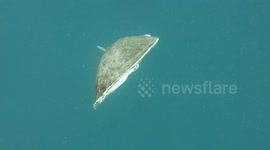DUPLICATE Turtle struggles to swim with only one flipper