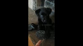 Who stole my slippers?