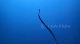 DUPLICATE Highly venomous sea snake filmed swimming to the ocean surface