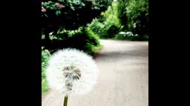 Slowmo dandelion
