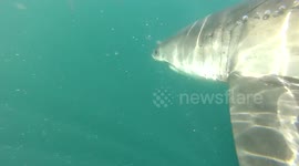 Great white sharks actually have bright blue eyes