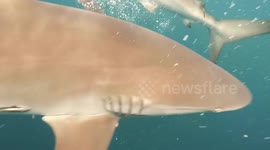 Diver surrounded by LARGE silky sharks