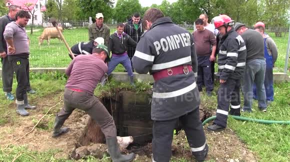Cow rescued by firefighters in Romania