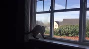 temp