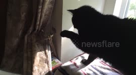 Cat thinks piece of rope is a snake, attacks