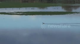 Floods in Cornwall today at 0800 at Wadebridge in North Cornwall 2, Nice Duck