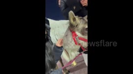 Understanding Reindeer Gently Cooperate with Tourist Taking Photos in Northeastern China