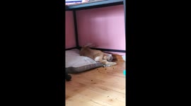 Unbothered Bunny Drops Pellets