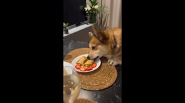Pancake party triumph: corgi devours all!