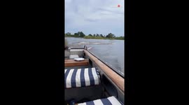 Hyper-aggressive Hippo makes tourists' boating trip memorable with his scary stalker antics