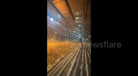 Ducklings Gathering at Owners Call in Guangdong, China