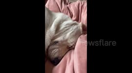 Sleeping dog’s funny reaction in Guizhou, China