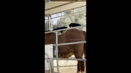 Crows Gather Hair From Shedding Horse