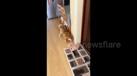 Shiba Inu’s Reaction to See Owner Come Home After Ten Minutes Away in Shaanxi, China