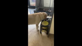 Labrador dabs his face dry after drinking waster
