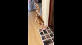 Chinese Shiba Inu’s Adorable Reaction to See Owner Come Home After Ten Minutes Away