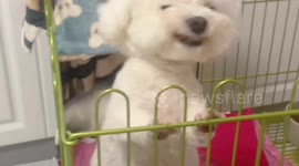 Chinese bichon frise in labor smiles upon seeing owner