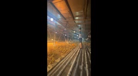 Hilarious moment ducklings rush to gather at owners call in Chinese farm