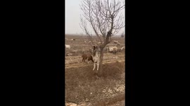 Gravity-Defying Goat Hangs Itself From Tree by Horn in China