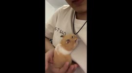 Chinese hamster almost chews through and swallows owner's gold pendant