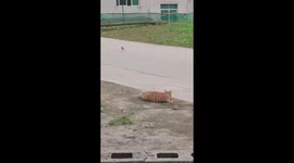 Cat's Hilarious Hunt of Bird Interrupted by Laughter from Onlooker in China