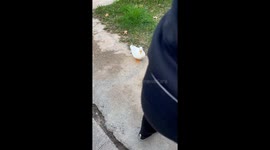 Heartwarming moment of male duck meeting his beloved partner after weeks of isolation