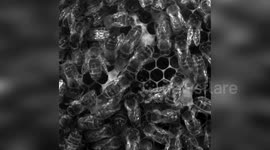 Honeybees Performing Waggle Dance in Edinburgh, UK