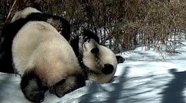Wild giant pandas spotted 'romancing' in snow in southern China