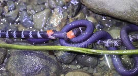 Coral snakes lock horns in battle over prey in Colombia