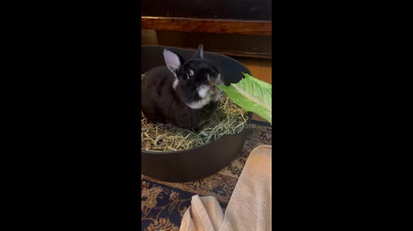 Oddly Rabbit Oddly satisfying sound of a Netherland dwarf rabbit's Romaine lettuce ...