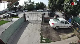 Furry defenders: Trusty pets spring into action against intruder