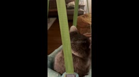 Itty the raccoon enjoys swinging at home