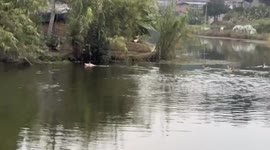 Pig’s Tenacious Attempt to Escape Slaughter in Neijiang, China