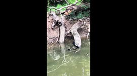 Man Removes Tangled Mess From Bird's Beak