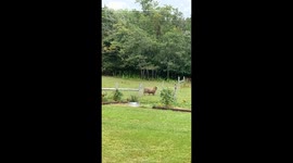 Bull Makes a Back Scratcher