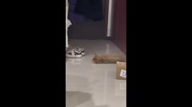 Chinese Cat's Adorable Response to Its Name