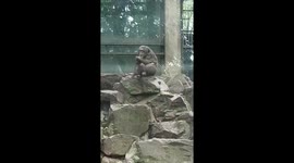 Hilarious Monkey Antics at Chinese Zoo