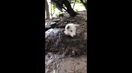 Pet dog looks seriously unhappy being buried in mud by owner