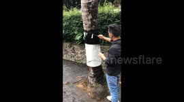 Man Creates Breathtaking Optical Illusion Painting on Tree Trunk in Mianyang, China