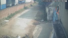 Incredible moment brave cow saves calf's life by stomping on leopard