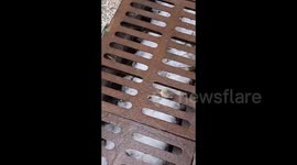 Extremely small mouse in Urumqi, China