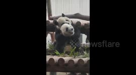 Pandas hugging and cuddling in Bijie, China