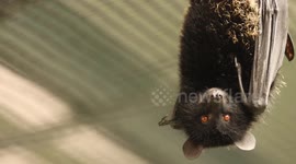 Upside down birth of ultra-rare bat captured on film for the first time at UK zoo