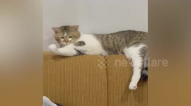 Purr-minator! Pet cat flexes muscles on sofa
