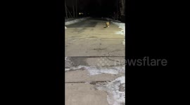 Stray Cats’ Response to a Woman's Calling in Beijing, China