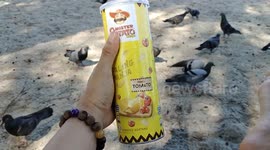 Kind hearted man feeds wild pigeons with crips