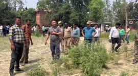 Officials successfully rescue tiger spotted in residential area in northern India